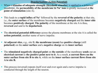 Depolarisation (Action Potential)
 When a stimulus of adequate strength (threshold stimulus) is applied to a polarised
membrane, the permeability of the membrane to Na+ ions is greatly increased at the
point of stimulation (site A).
 This leads to a rapid influx of Na+ followed by the reversal of the polarity at that site,
i.e., the outer surface of the membrane becomes negatively charged and the inner side
becomes positively charged. The polarity of the membrane at the site A is thus,
reversed and said to be depolarised.
 The electrical potential difference across the plasma membrane at the site A is called the
action potential, another name of nerve impulse.
 At adjacent sites, e.g., site B, the membrane (axon) has positive charge (still
polarised) on the outer surface and a negative charge on its inner surface
.
 The stimulated negatively charged point on the outside of the membrane sends out an
electrical current to the positive point next to it. As a result, a current flows on the
outer surface from site B to site A, while on the inner surface current flows from site
A to site B.
 This process (reversal) repeats itself over and over again and a nerve impulse is
conducted through the length of the neuron.
 