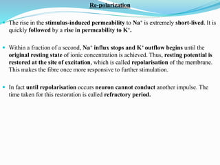 Re-polarization
 The rise in the stimulus-induced permeability to Na+ is extremely short-lived. It is
quickly followed by a rise in permeability to K+.
 Within a fraction of a second, Na+ influx stops and K+ outflow begins until the
original resting state of ionic concentration is achieved. Thus, resting potential is
restored at the site of excitation, which is called repolarisation of the membrane.
This makes the fibre once more responsive to further stimulation.
 In fact until repolarisation occurs neuron cannot conduct another impulse. The
time taken for this restoration is called refractory period.
 