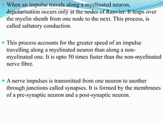  When an impulse travels along a myelinated neuron,
depolarisation occurs only at the nodes of Ranvier. It leaps over
the myelin sheath from one node to the next. This process, is
called saltatory conduction.
 This process accounts for the greater speed of an impulse
travelling along a myelinated neuron than along a non-
myelinated one. It is upto 50 times faster than the non-myelinated
nerve fibre.
 A nerve impulses is transmitted from one neuron to another
through junctions called synapses. It is formed by the membranes
of a pre-synaptic neuron and a post-synaptic neuron.
 