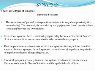 SYNAPSES
There are 2 types of synapses
Electrical Synapses
 The membranes of pre and post-synaptic neurons are in very close proximity (i.e.,
in continuity). The continuity is provided by the gap junction (small protein tubular
structures) between the two neurons.
 In electrical synapse, there is minimal synaptic delay because of the direct flow of
electrical current from one neuron into the other across these synapses.
 Thus, impulse transmission across an electrical synapses is always faster than that
across a chemical synapse. In such synapses, transmission of impulse is very similar
to impulse conduction along a single axon.
 Electrical synapses are rarely found in our system. It is found in cardiac muscle
fibres, smooth muscle fibres of intestine and the epithelial cells of lens.
 