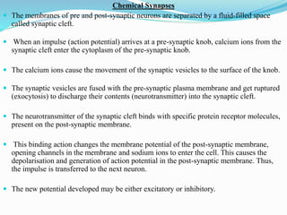 Chemical Synapses
 The membranes of pre and post-synaptic neurons are separated by a fluid-filled space
called synaptic cleft.
 When an impulse (action potential) arrives at a pre-synaptic knob, calcium ions from the
synaptic cleft enter the cytoplasm of the pre-synaptic knob.
 The calcium ions cause the movement of the synaptic vesicles to the surface of the knob.
 The synaptic vesicles are fused with the pre-synaptic plasma membrane and get ruptured
(exocytosis) to discharge their contents (neurotransmitter) into the synaptic cleft.
 The neurotransmitter of the synaptic cleft binds with specific protein receptor molecules,
present on the post-synaptic membrane.
 This binding action changes the membrane potential of the post-synaptic membrane,
opening channels in the membrane and sodium ions to enter the cell. This causes the
depolarisation and generation of action potential in the post-synaptic membrane. Thus,
the impulse is transferred to the next neuron.
 The new potential developed may be either excitatory or inhibitory.
 