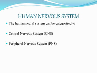 HUMAN NERVOUS SYSTEM
 The human neural system can be categorised to
 Central Nervous System (CNS)
 Peripheral Nervous System (PNS)
 