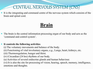 CENTRAL NERVOUS SYSTEM (CNS)
 It is the integrating and command centre of the nervous system which consists of the
brain and spinal cord.
Brain
 The brain is the central information processing organ of our body and acts as the
‘command and control system’.
 It controls the following activities
(i) The voluntary movements and balance of the body.
(ii) Functioning of vital involuntary organs, e.g., Lungs, heart, kidneys, etc.
(iii) Thermoregulation, hunger and thirst.
(iv) Circardian (24 hrs) rhythms of our body.
(u) Activities of several endocrine glands and human behaviour.
(vi) It is also the site for processing of vision, hearing, speech, memory, intelligence,
emotions and thoughts.
 