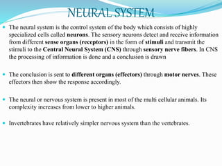 NEURAL SYSTEM
 The neural system is the control system of the body which consists of highly
specialized cells called neurons. The sensory neurons detect and receive information
from different sense organs (receptors) in the form of stimuli and transmit the
stimuli to the Central Neural System (CNS) through sensory nerve fibers. In CNS
the processing of information is done and a conclusion is drawn
 The conclusion is sent to different organs (effectors) through motor nerves. These
effectors then show the response accordingly.
 The neural or nervous system is present in most of the multi cellular animals. Its
complexity increases from lower to higher animals.
 Invertebrates have relatively simpler nervous system than the vertebrates.
 