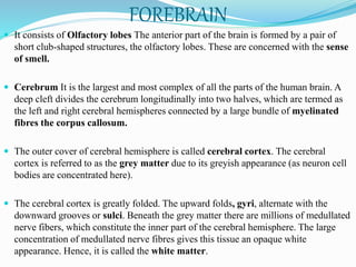 FOREBRAIN
 It consists of Olfactory lobes The anterior part of the brain is formed by a pair of
short club-shaped structures, the olfactory lobes. These are concerned with the sense
of smell.
 Cerebrum It is the largest and most complex of all the parts of the human brain. A
deep cleft divides the cerebrum longitudinally into two halves, which are termed as
the left and right cerebral hemispheres connected by a large bundle of myelinated
fibres the corpus callosum.
 The outer cover of cerebral hemisphere is called cerebral cortex. The cerebral
cortex is referred to as the grey matter due to its greyish appearance (as neuron cell
bodies are concentrated here).
 The cerebral cortex is greatly folded. The upward folds, gyri, alternate with the
downward grooves or sulci. Beneath the grey matter there are millions of medullated
nerve fibers, which constitute the inner part of the cerebral hemisphere. The large
concentration of medullated nerve fibres gives this tissue an opaque white
appearance. Hence, it is called the white matter.
 
