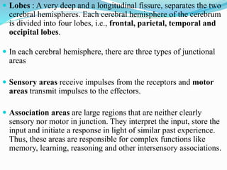  Lobes : A very deep and a longitudinal fissure, separates the two
cerebral hemispheres. Each cerebral hemisphere of the cerebrum
is divided into four lobes, i.e., frontal, parietal, temporal and
occipital lobes.
 In each cerebral hemisphere, there are three types of junctional
areas
 Sensory areas receive impulses from the receptors and motor
areas transmit impulses to the effectors.
 Association areas are large regions that are neither clearly
sensory nor motor in junction. They interpret the input, store the
input and initiate a response in light of similar past experience.
Thus, these areas are responsible for complex functions like
memory, learning, reasoning and other intersensory associations.
 