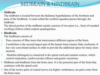 MIDBRAIN & HINDBRAIN
 Midbrain
The midbrain is located between the thalamus hypothalamus of the forebrain and
pons of the hindbrain. A canal called the cerebral aqueduct passes through, the
midbrain.
The dorsal portion of the midbrain mainly consists of two pairs (i.e., four) of rounded
swellings (lobes) called corpora quadrigemina.
 Hindbrain
The hindbrain consists of
1. Pons consists of fibre tracts that interconnect different regions of the brain.
2. Cerebellum is the second largest part of the human brain (means litde cerebrum). It
has very convoluted surface in order to provide the additional space for many more
neurons.
3. Medulla (oblongata) is connected to the spinal cord and contains centres, which
control respiration, cardiovascular reflexes and gastric secretions.
 Midbrain and hindbrain form the brain stem. It is the posterior part of the brain that
continues with the spinal cord.
 Out of the twelve pairs of cranial nerves (in higher vertebrates), ten pairs come from
the brain stem.
 