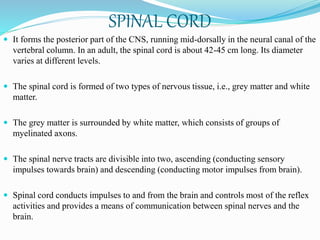 SPINAL CORD
 It forms the posterior part of the CNS, running mid-dorsally in the neural canal of the
vertebral column. In an adult, the spinal cord is about 42-45 cm long. Its diameter
varies at different levels.
 The spinal cord is formed of two types of nervous tissue, i.e., grey matter and white
matter.
 The grey matter is surrounded by white matter, which consists of groups of
myelinated axons.
 The spinal nerve tracts are divisible into two, ascending (conducting sensory
impulses towards brain) and descending (conducting motor impulses from brain).
 Spinal cord conducts impulses to and from the brain and controls most of the reflex
activities and provides a means of communication between spinal nerves and the
brain.
 