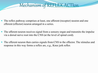  The reflex pathway comprises at least, one afferent (receptor) neuron and one
efferent (effector) neuron arranged in a series.
 The afferent neuron receives signal from a sensory organ and transmits the impulse
via a dorsal nerve root into the CNS (at the level of spinal cord).
 The efferent neuron then carries signals from CNS to the effector. The stimulus and
response in this way forms a reflex arc, e.g., Knee jerk reflex
Mechanism of REFLEX ACTIon
 