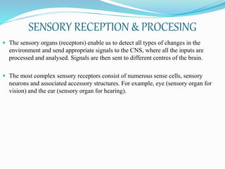 SENSORY RECEPTION & PROCESING
 The sensory organs (receptors) enable us to detect all types of changes in the
environment and send appropriate signals to the CNS, where all the inputs are
processed and analysed. Signals are then sent to different centres of the brain.
 The most complex sensory receptors consist of numerous sense cells, sensory
neurons and associated accessory structures. For example, eye (sensory organ for
vision) and the ear (sensory organ for hearing).
 