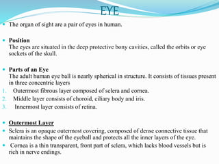 EYE
 The organ of sight are a pair of eyes in human.
 Position
The eyes are situated in the deep protective bony cavities, called the orbits or eye
sockets of the skull.
 Parts of an Eye
The adult human eye ball is nearly spherical in structure. It consists of tissues present
in three concentric layers
1. Outermost fibrous layer composed of sclera and cornea.
2. Middle layer consists of choroid, ciliary body and iris.
3. Innermost layer consists of retina.
 Outermost Layer
 Sclera is an opaque outermost covering, composed of dense connective tissue that
maintains the shape of the eyeball and protects all the inner layers of the eye.
 Cornea is a thin transparent, front part of sclera, which lacks blood vessels but is
rich in nerve endings.
 
