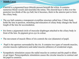  Middle Layer
 Choroid is a pigmented layer (bluish) present beneath the sclera. It contains
numerous blood vessels and nourishes the retina. The choroid layer is thin over the
posterior two-thirds of the eye ball, but it becomes, thick in the anterior part to form
the ciliary body.
 The eye ball contains a transparent crystalline structure called lens. Ciliary body
holds the lens in position, stretching and relaxation of ciliary body changes the focal
length of the lens for accomodation.
 Iris forms a pigmented circle of muscular diaphragm attached to the ciliary body in
front of the lens. Its pigment gives eye its colour.
 The movement of muscle fibres of iris controls the size (diameter) of pupil.
 Pupil is the aperture surrounded by the iris. It contains two types of smooth muscles,
circular muscles (sphincters) and radial muscles (dilators) of ectodermal origin.
 Sympathetic stimulation causes the radial muscles to contract and the pupil to dilate
or get larger. Parasympathetic stimulation causes the circular muscles to contract and
the pupil to constrict.
 
