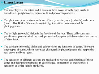  Inner Layer
 The inner layer is the retina and it contains three layers of cells from inside to
outside, i.e., ganglion cells, bipolar cells and photoreceptor cells.
 The photoreceptors or visual cells are of two types, i.e., rods (rod cells) and cones
(cone cells). Both of these cells contain light sensitive proteins called the
photopigments.
 The twilight (scotopic) vision is the function of the rods. These cells contain a
purplish-red protein called the rhodopsin (visual purple), which contains a derivative
of vitamin-A.
 The daylight (photopic) vision and colour vision are functions of cones. There are
three types of cones, which possesses characteristic photopigments that respond to
red, green and blue lights.
 The sensation of different colours are produced by various combinations of these
cones and their photopigments. In case of equal stimulation of these cones, a
sensation of white light is produced.
 