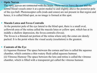  Optic Nerves
The optic nerves are connected with the brain. These nerves leave the eye and the
retinal blood vessels enter it at a point medial to and slightly above the posterior pole
of the eye-ball. Photoreceptor cells (rods and cones) are not present in that region and
hence, it is called blind spot, as no image is formed at this spot.
 Macula Lutea and Fovea Centralis
At the posterior pole of the eye lateral to the blind spot, there is a small oval,
yellowish area of the retina called the macula lutea or yellow spot, which has at its
middle a shallow depression, the fovea centralis (fovea).
The fovea is a thinned out portion of the retina where only the cones are densly
packed. It is the point where the visual acuity (resolution) is the greatest.
 Contents of the Eye
(i) Aqueous Humour The space between the cornea and lens is called the aqueous
chamber, which contains a thin watery fluid called aqueous humour.
(ii) Vitreous Humour The space between the lens and retina is called the vitreous
chamber, which is filled with a transparent get called the vitreous humour.
 