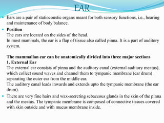 EAR
 Ears are a pair of statiocoustic organs meant for both sensory functions, i.e., hearing
and maintenance of body balance.
 Position
The ears are located on the sides of the head.
In most mammals, the ear is a flap of tissue also called pinna. It is a part of auditory
system.
The mammalian ear can be anatomically divided into three major sections
1. External Ear
The external ear consists of pinna and the auditory canal (external auditory meatus),
which collect sound waves and channel them to tympanic membrane (ear drum)
separating the outer ear from the middle ear.
The auditory canal leads inwards and extends upto the tympanic membrane (the ear
drum).
 There are very fine hairs and wax-secreting sebaceous glands in the skin of the pinna
and the meatus. The tympanic membrane is composed of connective tissues covered
with skin outside and with mucus membrane inside.
 