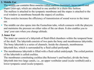 2. Middle Ear
The middle ear contains three ossicles called malleus (hammer), incus (anvil) and
stapes (stirr-up), which are attached to one another in a chain-like fashion.
The malleus is attached to the tympanic membrane and the stapes is attached to the
oval window (a membrane beneath the stapes) of cochlea.
 These ossicles increase the efficiency of transmission of sound waves to the inner
ear.
 The middle ear also opens into the Eustachian tube, which connects with the pharynx
and maintains the pressure on either sides of the ear drum. It also enables you to
‘pop’ your ears when you change altitude.
3. Inner Ear
The inner ear consist of a labyrinth of fluid-filled chambers within the temporal bone
of the skull. The labyrinth consists of two parts the bony and membranous labyrinths.
The bony labyrinth is a series of channels. Inside the channels, membranous
labyrinth lies, which is surrounded by a fluid called perilymph.
 The membranous labyrinth is filled with a fluid called endolymph. The coiled portion
of the labyrinth is called cochlea.
The membranes constituting cochlea (the Reissner’s and basilar), divide the bony
labyrinth into two large canals, i.e., an upper vestibular canal (scala vestibuli) and a
lower tympanic canal (scala tympani).
 