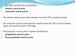  The PNS is divided into two divisions
1. Somatic neural system
2. Autonomic neural system.
 The somatic neural system relays impulses from the CNS to skeletal muscles
 The autonomic neural system transmits impulses from the CNS to the involuntary
organs and smooth muscles of the body.
 The autonomic neural system is further classified into
1. Sympathetic neural system
2. Parasympathetic neural system.
 