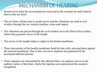 MECHANISM OF HEARING
 Sound waves from the environment are received by the external ear and it directs
them to the ear drum.
 The ear drum vibrates due to sound waves and the vibrations are send to oval
window through the ear ossicles (malleus, incus and stapes)
 The vibrations are passed through the oval window on to the fluid of the cochlea,
where they generate waves in the lymph.
 The waves in the lymph induce a ripple in the basilar membrane.
 These movements of the basilar membrane bend the hair cells, pressing them against
the tectorial membrane. Due to this, the nerve impulses are generated in the
associated afferent neurons.
 These impulses are transmitted by the afferent fibres via auditory nerves to the
auditory cortex of the brain, where the impulses are analysed and the sound is
recognised.
 
