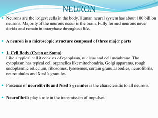 NEURON
 Neurons are the longest cells in the body. Human neural system has about 100 billion
neurons. Majority of the neurons occur in the brain. Fully formed neurons never
divide and remain in interphase throughout life.
 A neuron is a microscopic structure composed of three major parts
 1. Cell Body (Cyton or Soma)
Like a typical cell it consists of cytoplasm, nucleus and cell membrane. The
cytoplasm has typical cell organelles like mitochondria, Golgi apparatus, rough
endoplasmic reticulum, ribosomes, lysosomes, certain granular bodies, neurofibrils,
neurotubules and Nissl’s granules.
 Presence of neurofibrils and Nissl’s granules is the characteristic to all neurons.
 Neurofibrils play a role in the transmission of impulses.
 