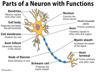 Nissl’s Granule
(RER)
Protein synthesis
 