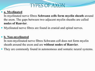 TYPES OF AXON
 a. Myelinated
In myelinated nerve fibres Schwann cells form myelin sheath around
the axon. The gaps between two adjacent myelin sheaths are called
nodes of Ranvier.
 Myelinated nerve fibres are found in cranial and spinal nerves.
 b. Non-myelinated
In non-myelinated nerve fibres Schwann cell does not form myelin
sheath around the axon and are without nodes of Ranvier.
 They are commonly found in autonomous and somatic neural systems.
 