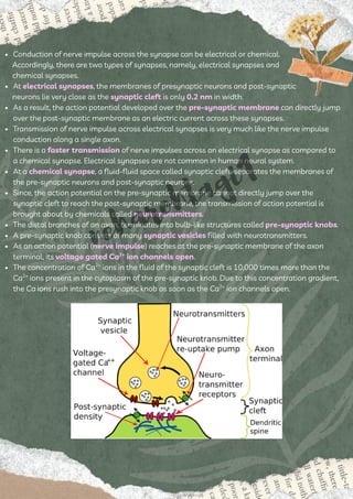 Neural Control and Coordination Class 11th CBSE NCERT Biology | PDF