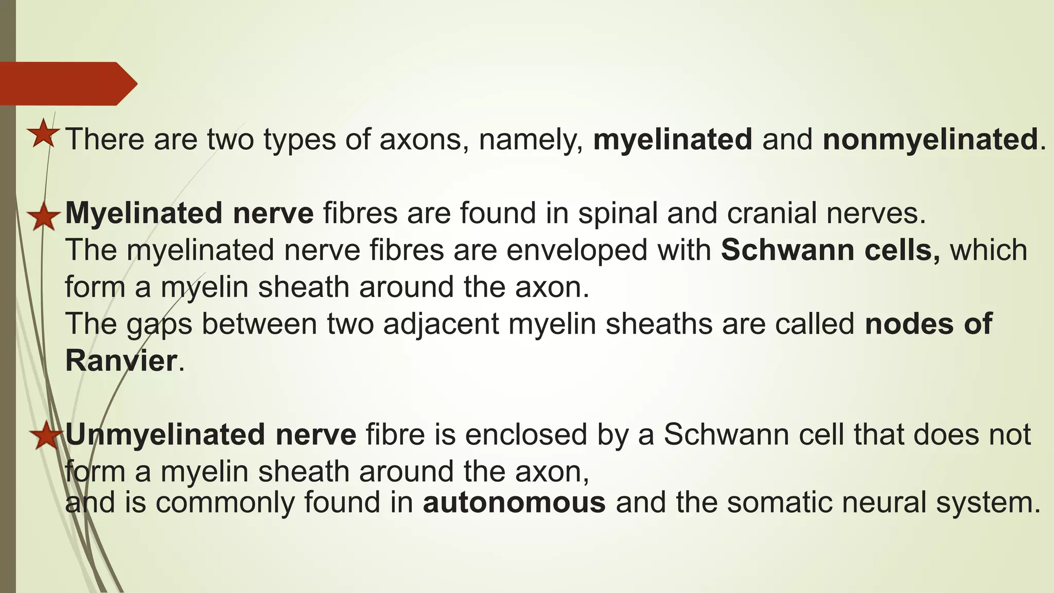 There are two types of axons, namely, myelinated and nonmyelinated.
Myelinated nerve fibres are found in spinal and cranial nerves.
The myelinated nerve fibres are enveloped with Schwann cells, which
form a myelin sheath around the axon.
The gaps between two adjacent myelin sheaths are called nodes of
Ranvier.
Unmyelinated nerve fibre is enclosed by a Schwann cell that does not
form a myelin sheath around the axon,
and is commonly found in autonomous and the somatic neural system.
 