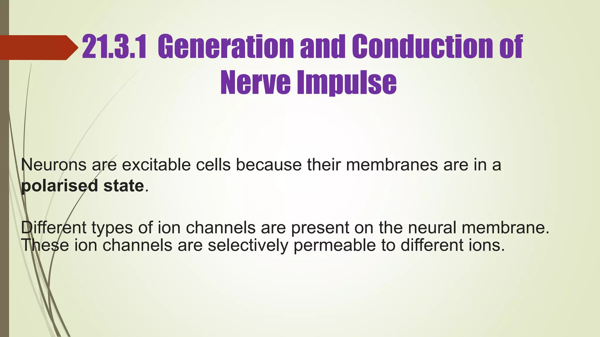 21.3.1 Generation and Conduction of
Nerve Impulse
Neurons are excitable cells because their membranes are in a
polarised state.
Different types of ion channels are present on the neural membrane.
These ion channels are selectively permeable to different ions.
 