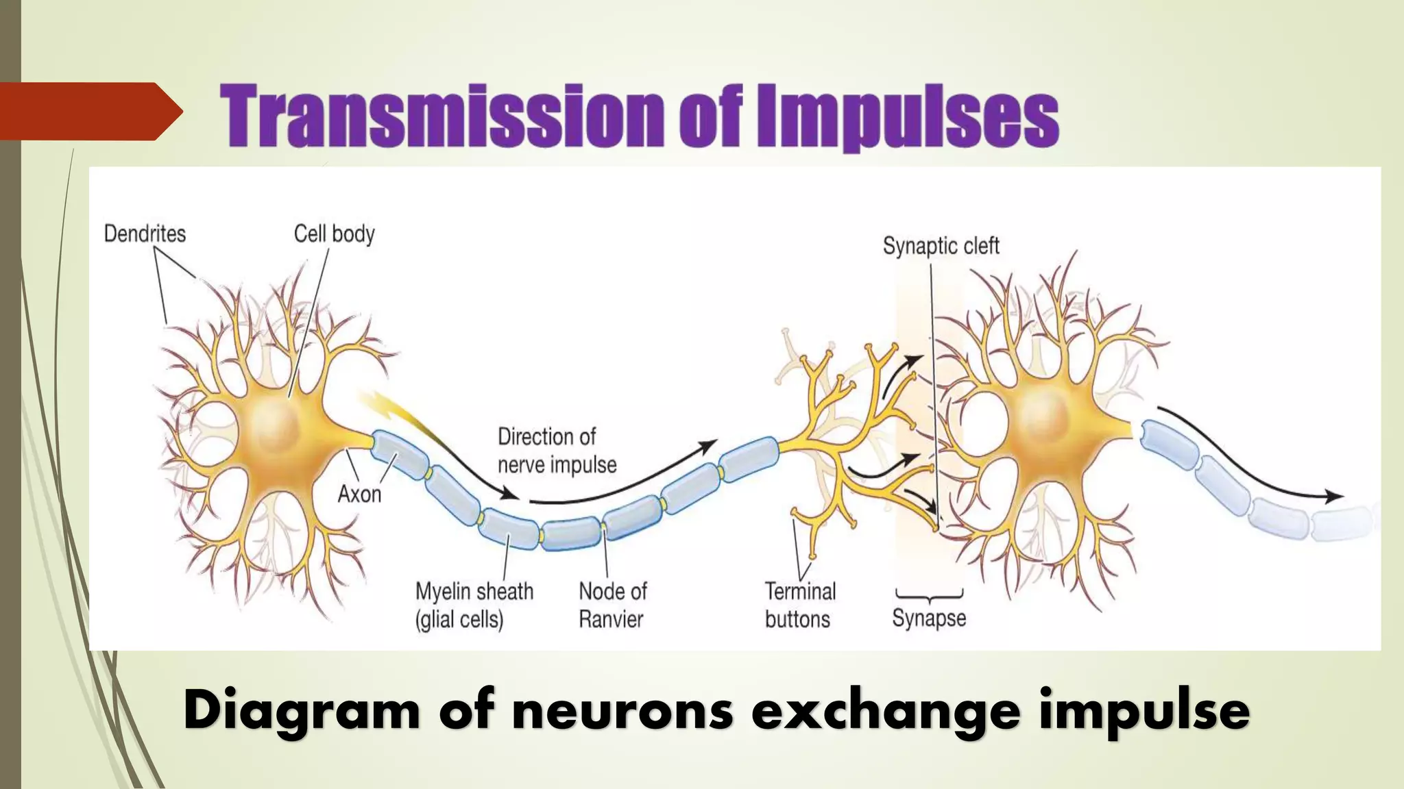 Diagram of neurons exchange impulse
 