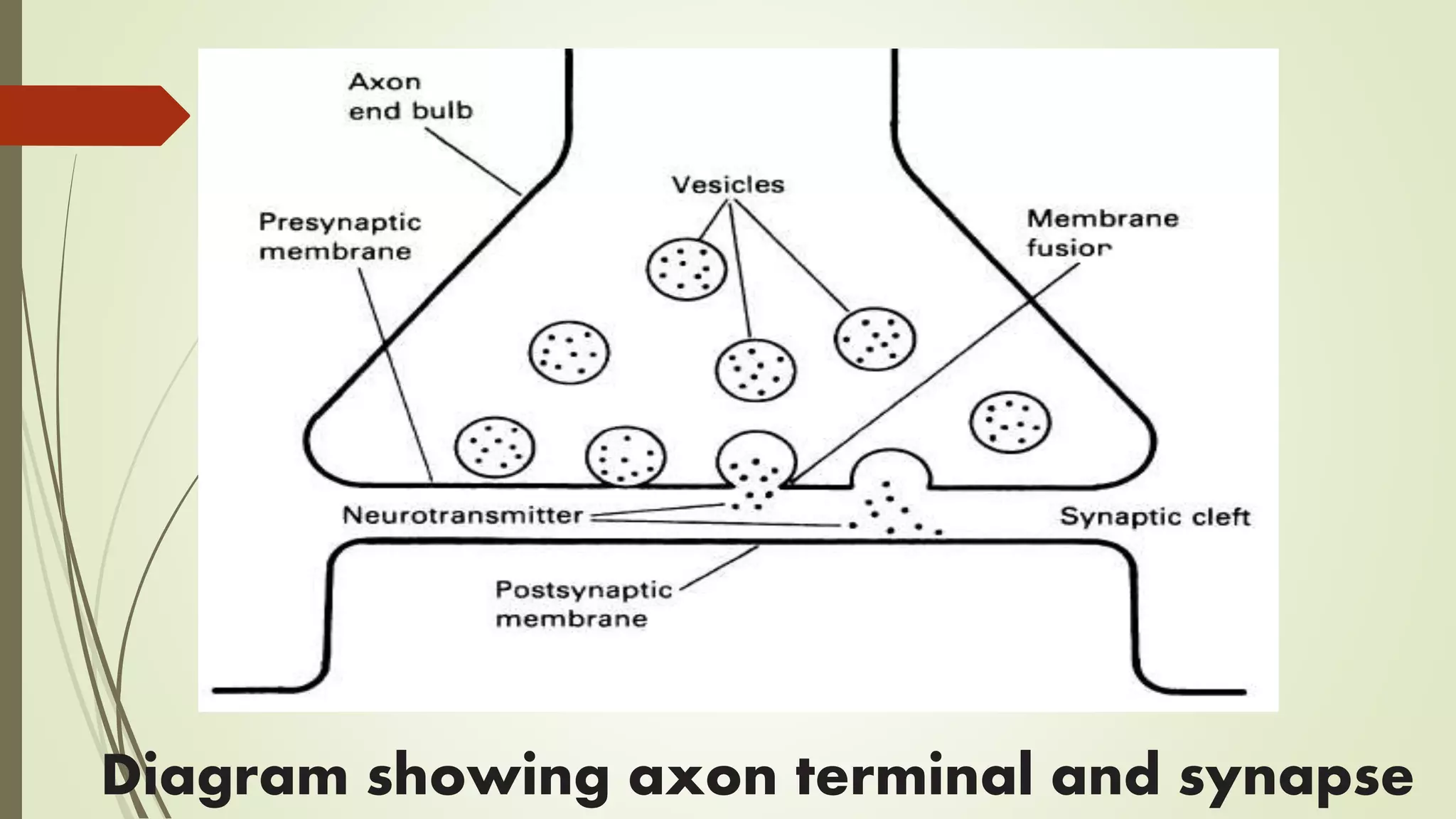 Diagram showing axon terminal and synapse
 