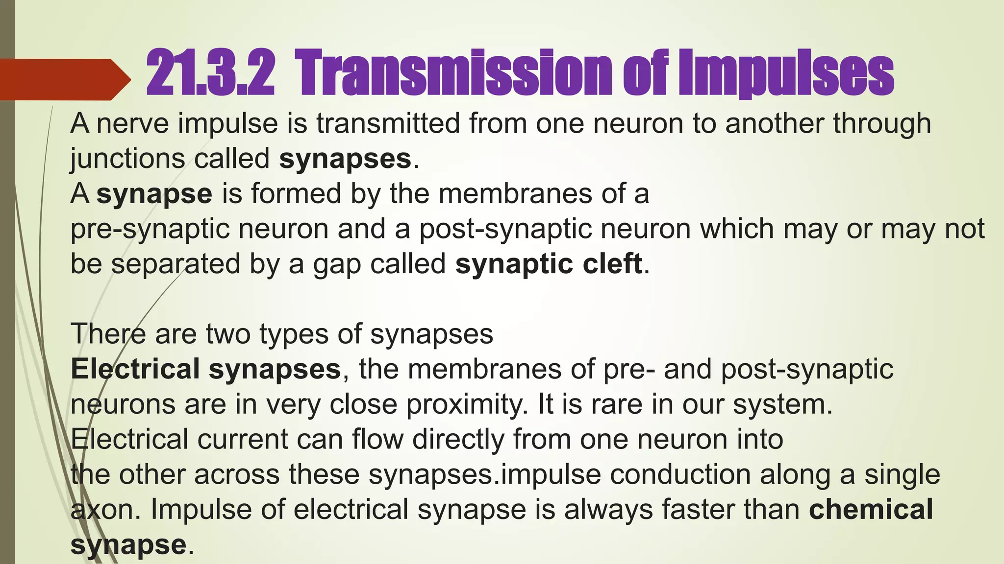 21.3.2 Transmission of Impulses
A nerve impulse is transmitted from one neuron to another through
junctions called synapses.
A synapse is formed by the membranes of a
pre-synaptic neuron and a post-synaptic neuron which may or may not
be separated by a gap called synaptic cleft.
There are two types of synapses
Electrical synapses, the membranes of pre- and post-synaptic
neurons are in very close proximity. It is rare in our system.
Electrical current can flow directly from one neuron into
the other across these synapses.impulse conduction along a single
axon. Impulse of electrical synapse is always faster than chemical
synapse.
 