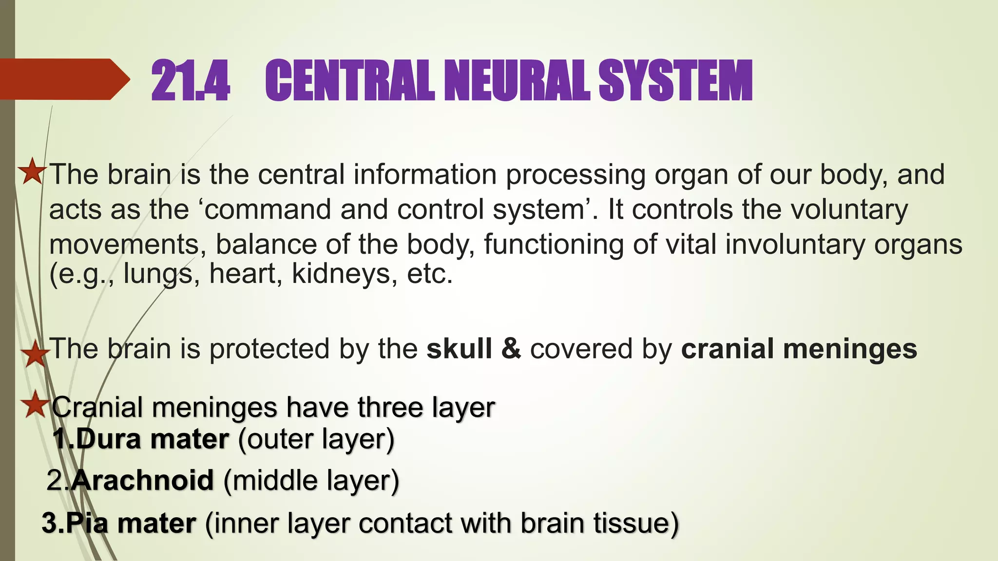 21.4 CENTRAL NEURAL SYSTEM
The brain is the central information processing organ of our body, and
acts as the ‘command and control system’. It controls the voluntary
movements, balance of the body, functioning of vital involuntary organs
(e.g., lungs, heart, kidneys, etc.
The brain is protected by the skull & covered by cranial meninges
Cranial meninges have three layer
1.Dura mater (outer layer)
2.Arachnoid (middle layer)
3.Pia mater (inner layer contact with brain tissue)
 