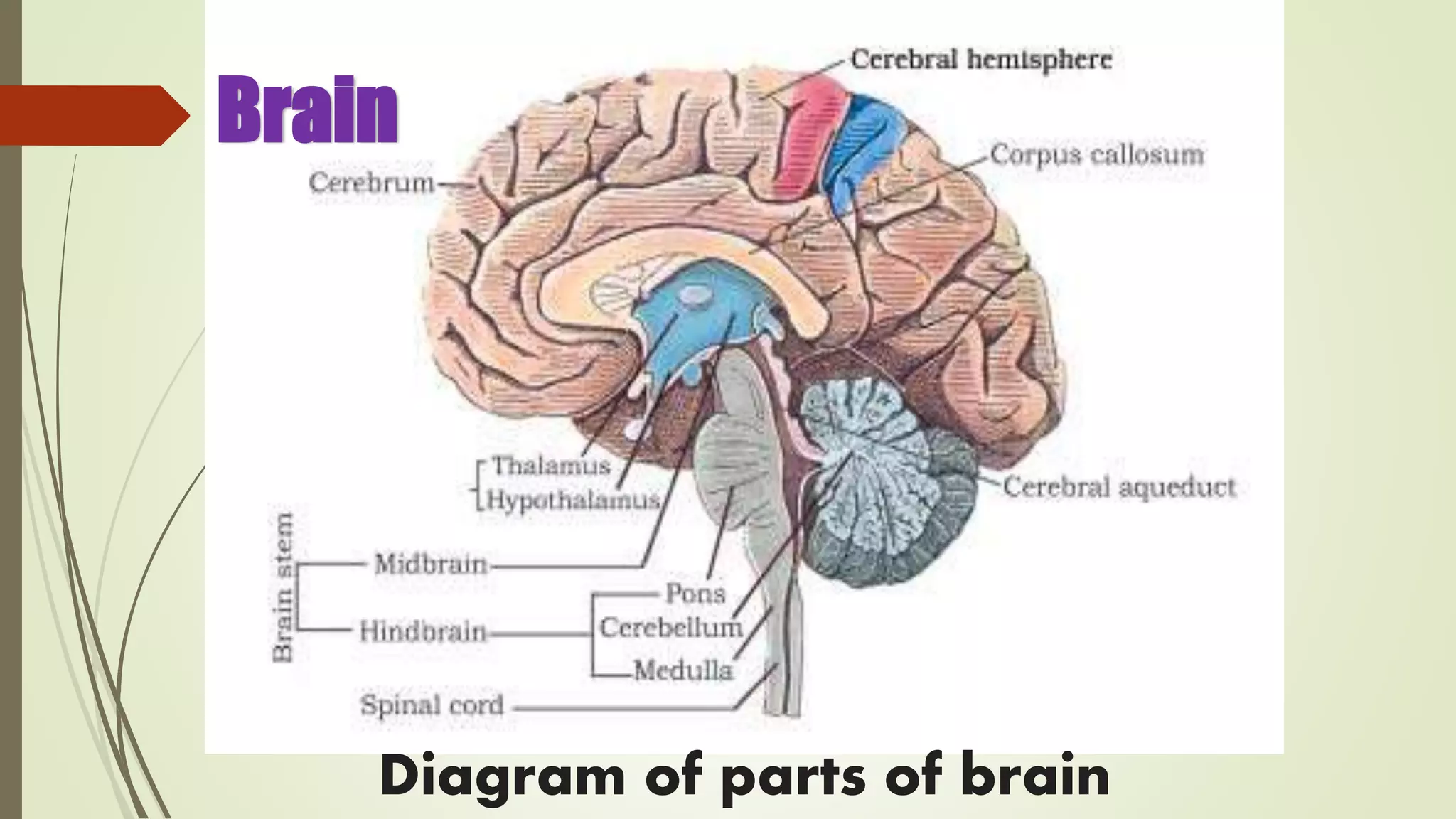 Brain
Diagram of parts of brain
 
