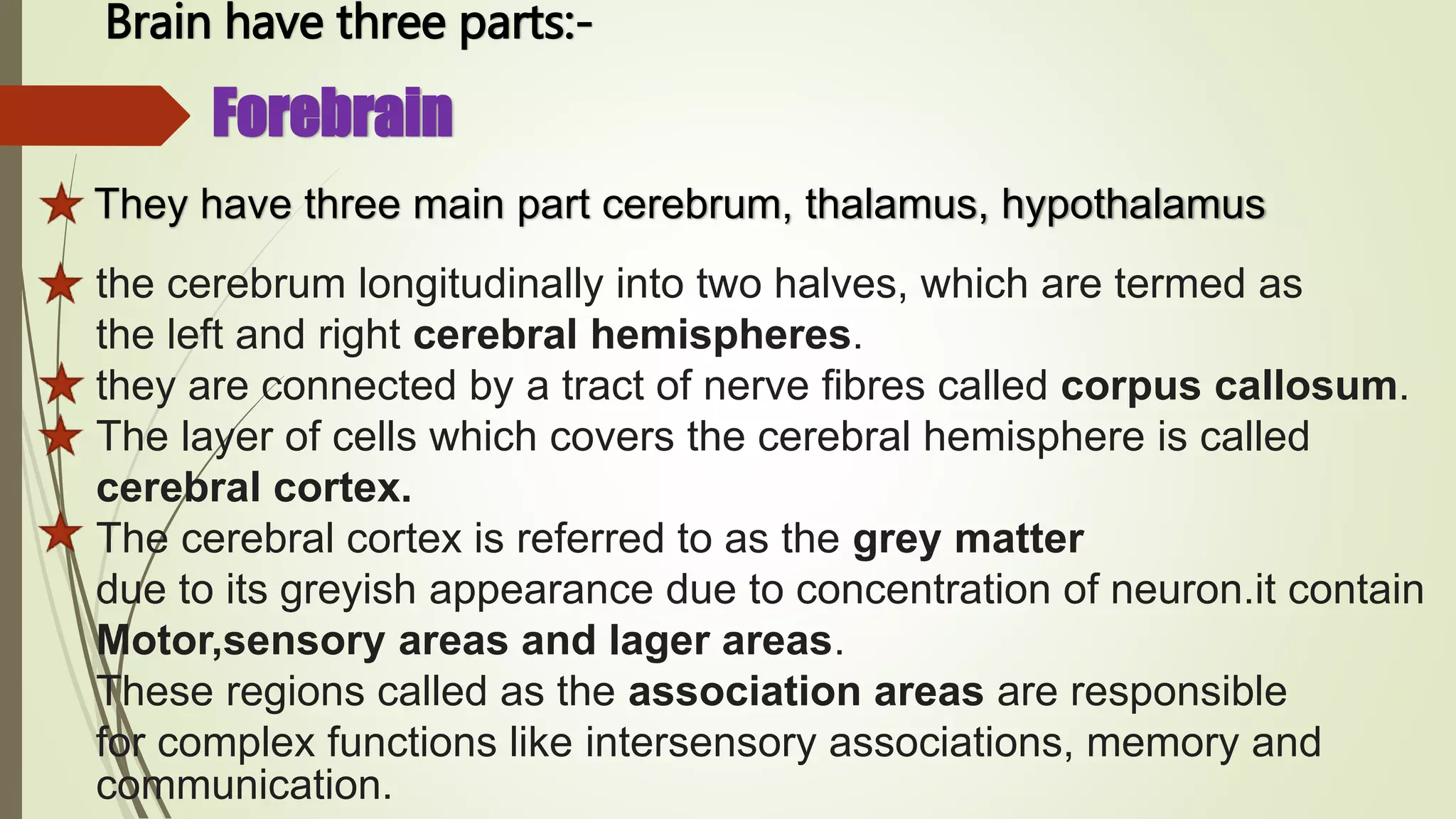 Brain have three parts:-
Forebrain
They have three main part cerebrum, thalamus, hypothalamus
the cerebrum longitudinally into two halves, which are termed as
the left and right cerebral hemispheres.
they are connected by a tract of nerve fibres called corpus callosum.
The layer of cells which covers the cerebral hemisphere is called
cerebral cortex.
The cerebral cortex is referred to as the grey matter
due to its greyish appearance due to concentration of neuron.it contain
Motor,sensory areas and lager areas.
These regions called as the association areas are responsible
for complex functions like intersensory associations, memory and
communication.
 