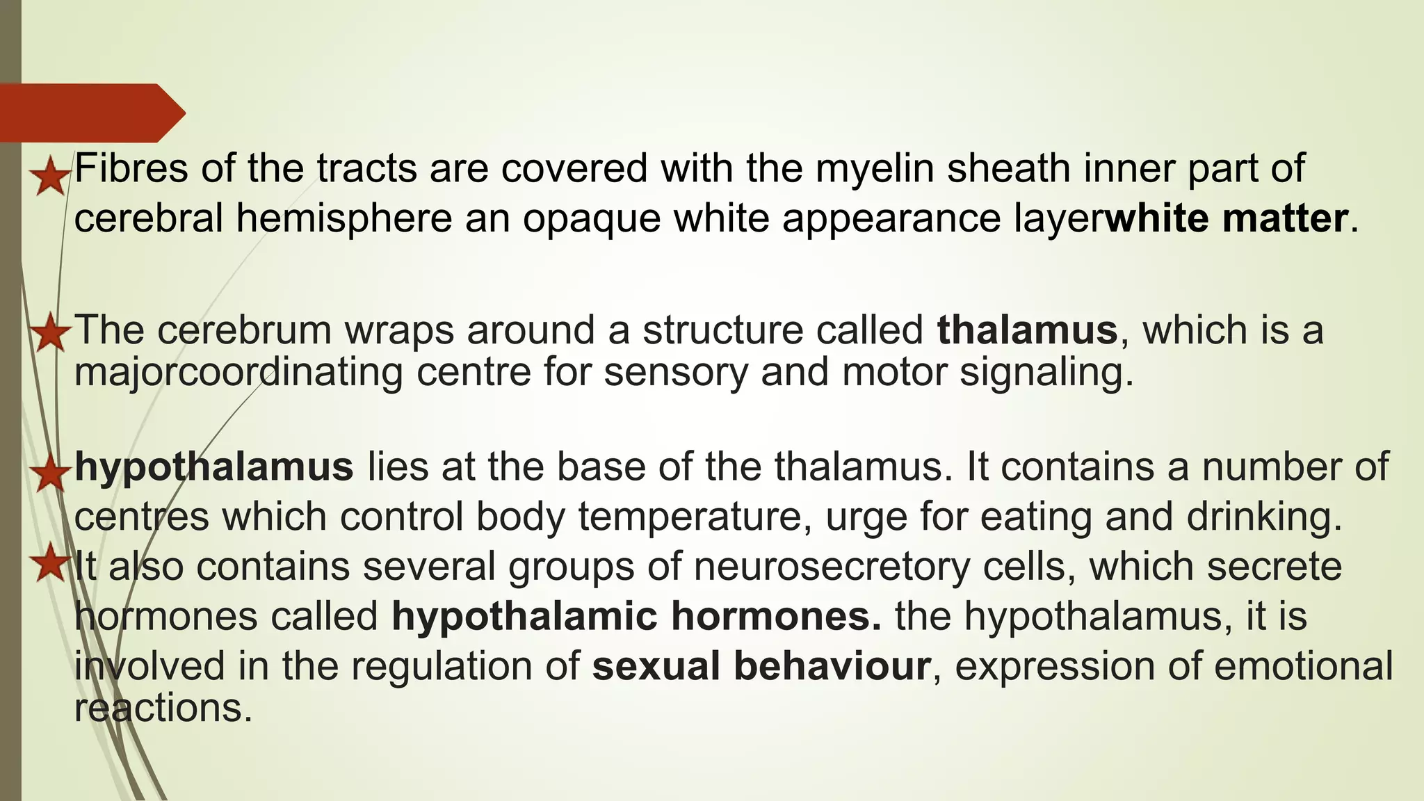 Fibres of the tracts are covered with the myelin sheath inner part of
cerebral hemisphere an opaque white appearance layerwhite matter.
The cerebrum wraps around a structure called thalamus, which is a
majorcoordinating centre for sensory and motor signaling.
hypothalamus lies at the base of the thalamus. It contains a number of
centres which control body temperature, urge for eating and drinking.
It also contains several groups of neurosecretory cells, which secrete
hormones called hypothalamic hormones. the hypothalamus, it is
involved in the regulation of sexual behaviour, expression of emotional
reactions.
 