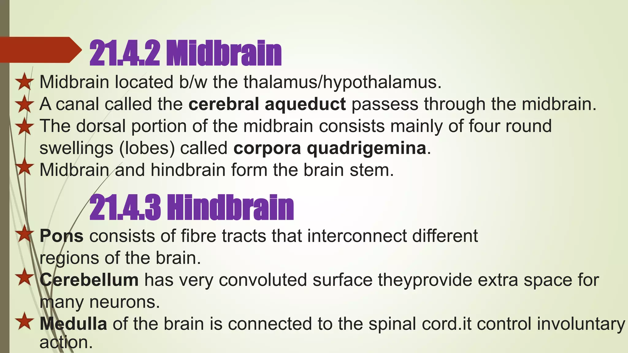 21.4.2 Midbrain
Midbrain located b/w the thalamus/hypothalamus.
A canal called the cerebral aqueduct passess through the midbrain.
The dorsal portion of the midbrain consists mainly of four round
swellings (lobes) called corpora quadrigemina.
Midbrain and hindbrain form the brain stem.
Pons consists of fibre tracts that interconnect different
regions of the brain.
Cerebellum has very convoluted surface theyprovide extra space for
many neurons.
Medulla of the brain is connected to the spinal cord.it control involuntary
action.
21.4.3 Hindbrain
 