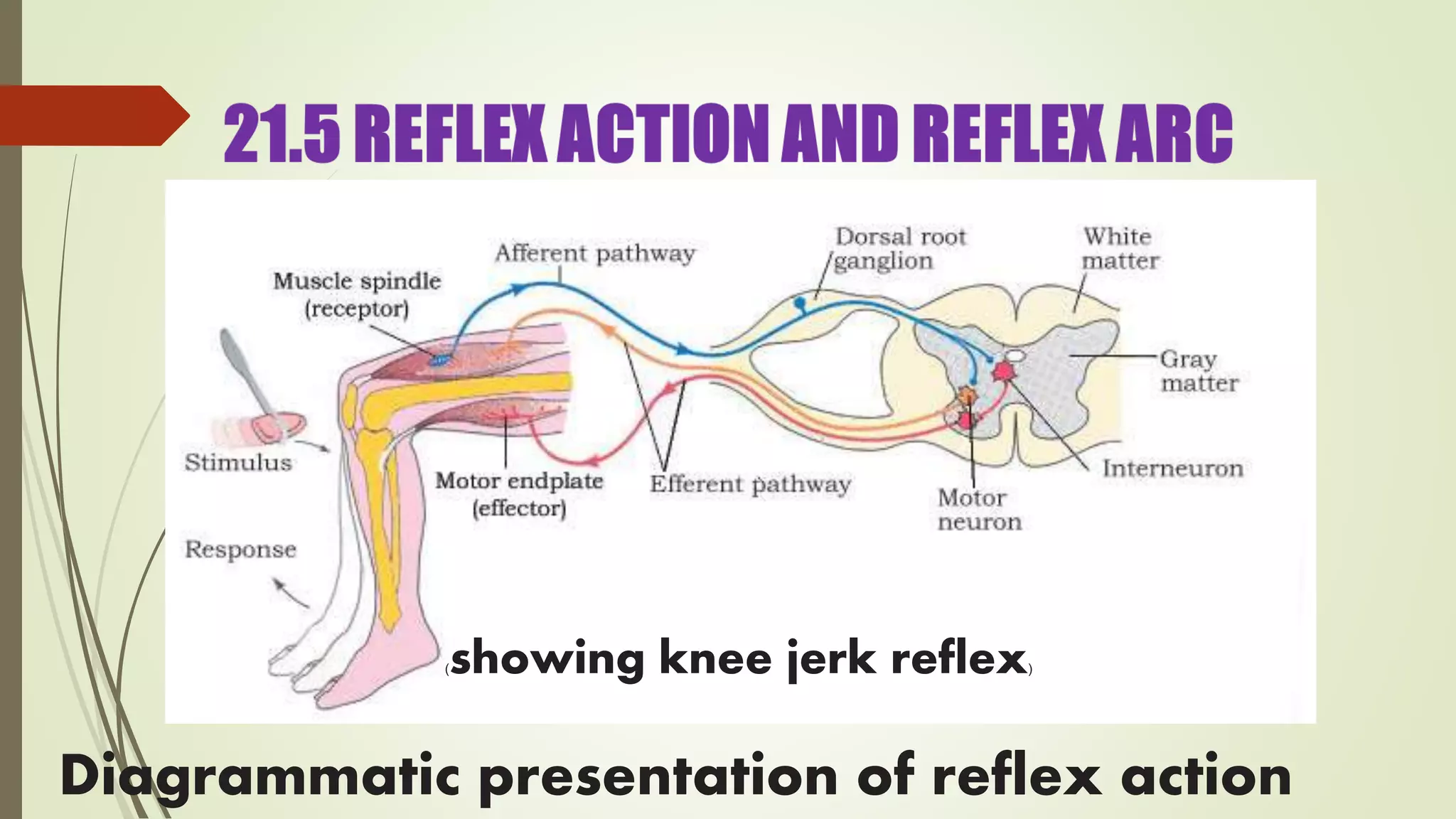 Diagrammatic presentation of reflex action
(showing knee jerk reflex)
 