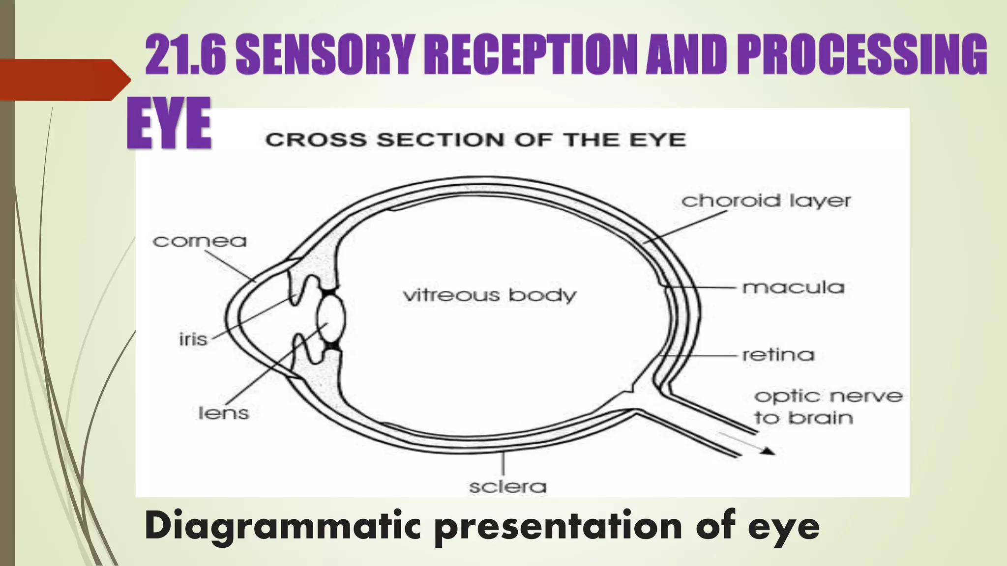 Diagrammatic presentation of eye
 