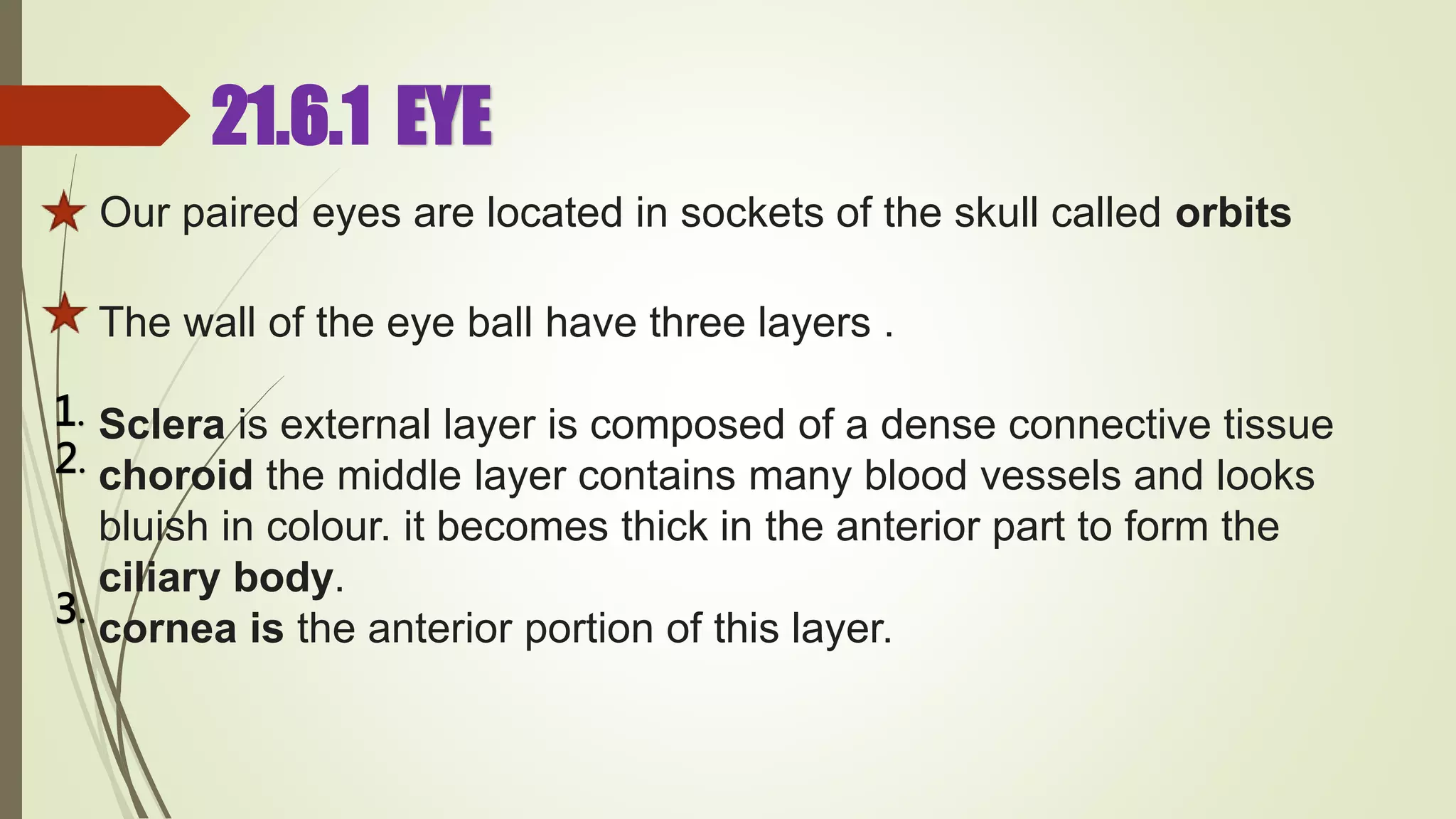 21.6.1 EYE
Our paired eyes are located in sockets of the skull called orbits
The wall of the eye ball have three layers .
Sclera is external layer is composed of a dense connective tissue
choroid the middle layer contains many blood vessels and looks
bluish in colour. it becomes thick in the anterior part to form the
ciliary body.
cornea is the anterior portion of this layer.
1.
2.
3.
 