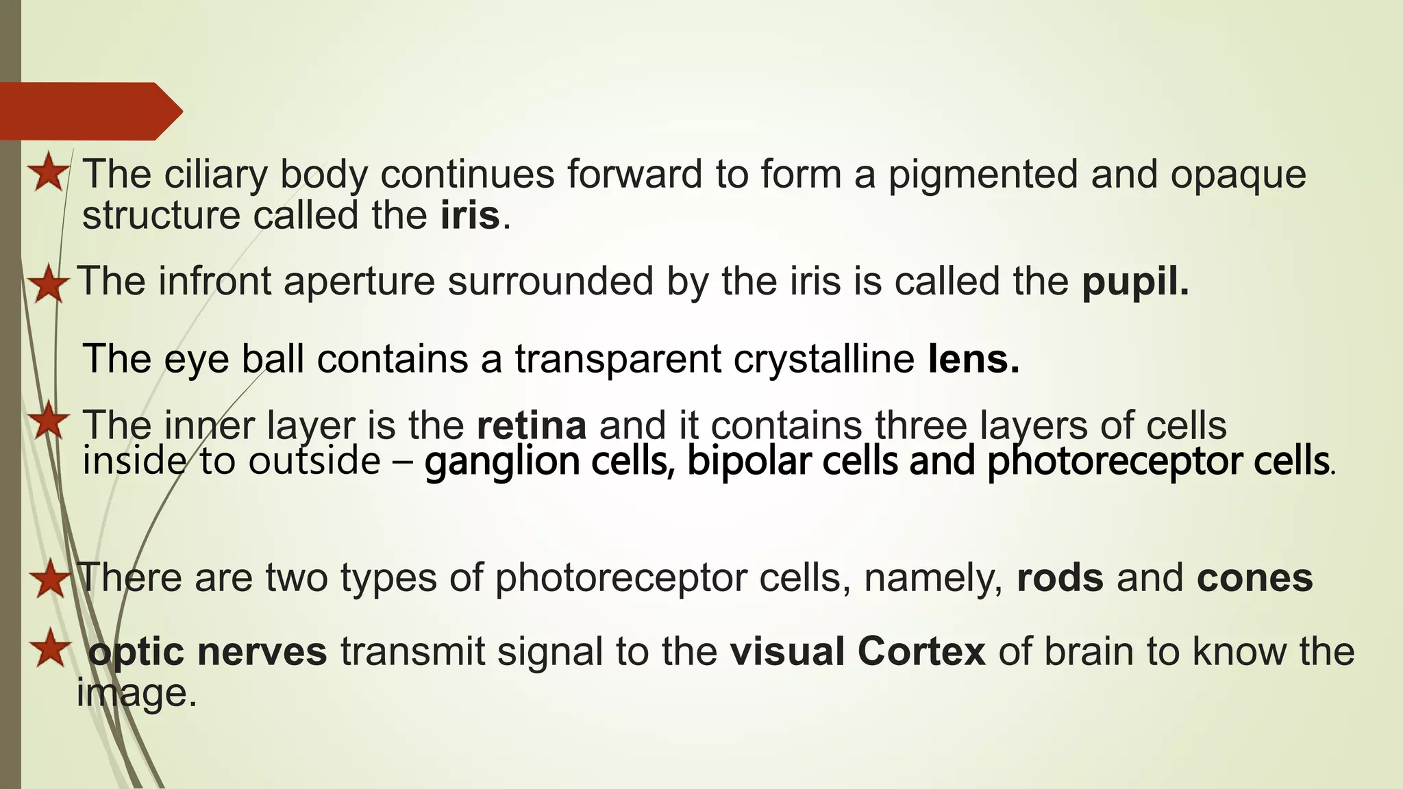 The ciliary body continues forward to form a pigmented and opaque
structure called the iris.
The eye ball contains a transparent crystalline lens.
The infront aperture surrounded by the iris is called the pupil.
The inner layer is the retina and it contains three layers of cells
inside to outside – ganglion cells, bipolar cells and photoreceptor cells.
There are two types of photoreceptor cells, namely, rods and cones
optic nerves transmit signal to the visual Cortex of brain to know the
image.
 