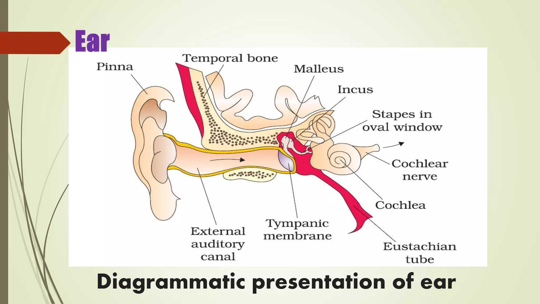 Diagrammatic presentation of ear
 