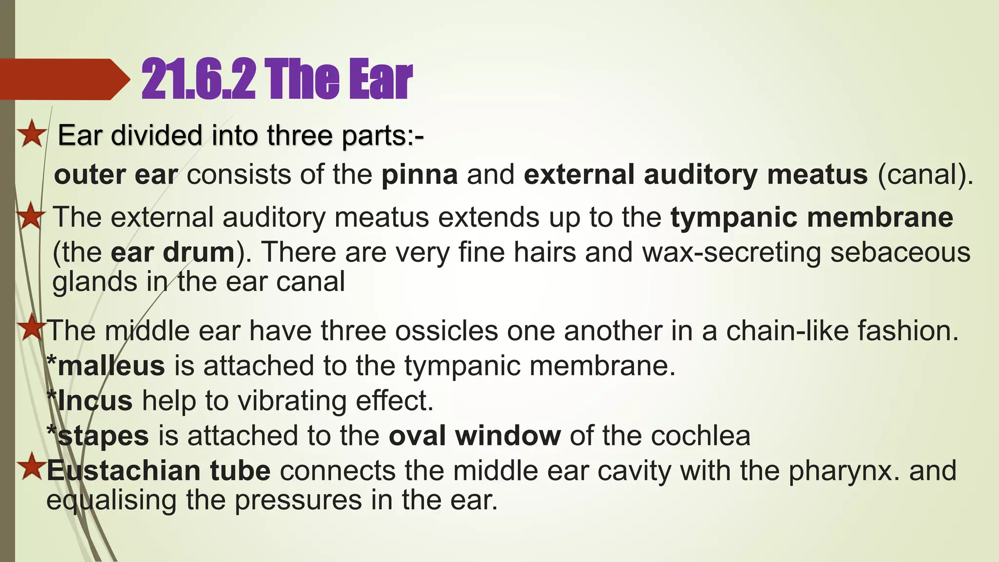 21.6.2 The Ear
Ear divided into three parts:-
outer ear consists of the pinna and external auditory meatus (canal).
The external auditory meatus extends up to the tympanic membrane
(the ear drum). There are very fine hairs and wax-secreting sebaceous
glands in the ear canal
The middle ear have three ossicles one another in a chain-like fashion.
*malleus is attached to the tympanic membrane.
*Incus help to vibrating effect.
*stapes is attached to the oval window of the cochlea
Eustachian tube connects the middle ear cavity with the pharynx. and
equalising the pressures in the ear.
 