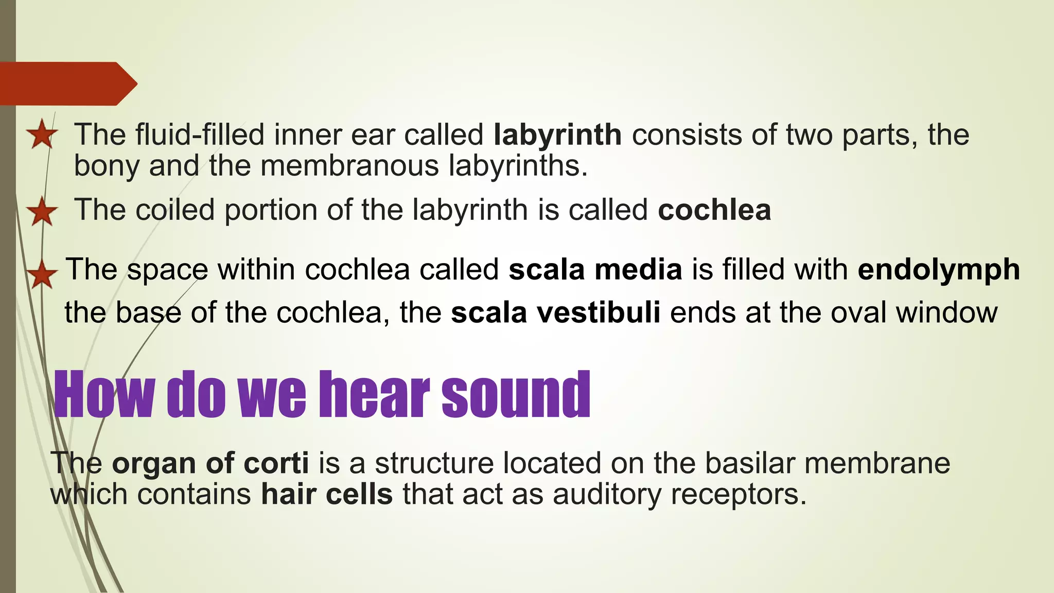 The fluid-filled inner ear called labyrinth consists of two parts, the
bony and the membranous labyrinths.
The coiled portion of the labyrinth is called cochlea
The space within cochlea called scala media is filled with endolymph
the base of the cochlea, the scala vestibuli ends at the oval window
The organ of corti is a structure located on the basilar membrane
which contains hair cells that act as auditory receptors.
How do we hear sound
 