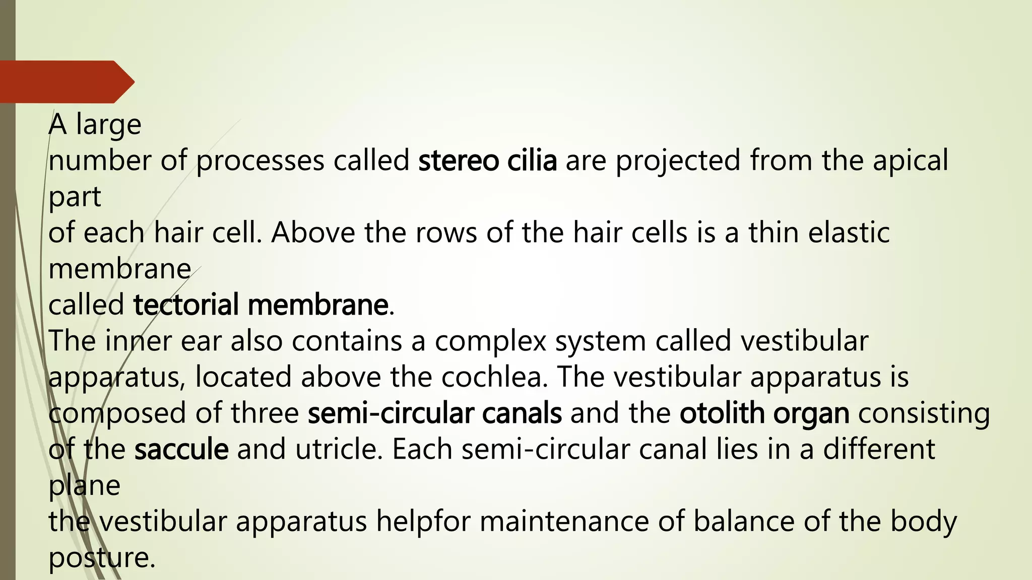 A large
number of processes called stereo cilia are projected from the apical
part
of each hair cell. Above the rows of the hair cells is a thin elastic
membrane
called tectorial membrane.
The inner ear also contains a complex system called vestibular
apparatus, located above the cochlea. The vestibular apparatus is
composed of three semi-circular canals and the otolith organ consisting
of the saccule and utricle. Each semi-circular canal lies in a different
plane
the vestibular apparatus helpfor maintenance of balance of the body
posture.
 
