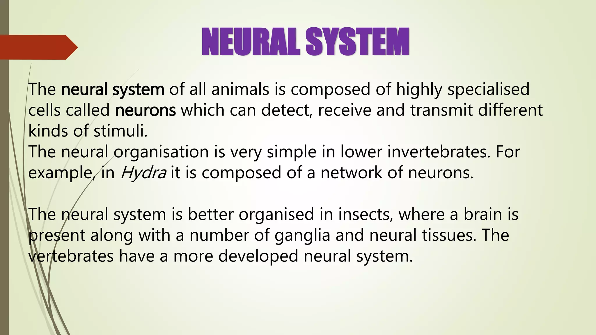 NEURAL SYSTEM
The neural system of all animals is composed of highly specialised
cells called neurons which can detect, receive and transmit different
kinds of stimuli.
The neural organisation is very simple in lower invertebrates. For
example, in Hydra it is composed of a network of neurons.
The neural system is better organised in insects, where a brain is
present along with a number of ganglia and neural tissues. The
vertebrates have a more developed neural system.
 