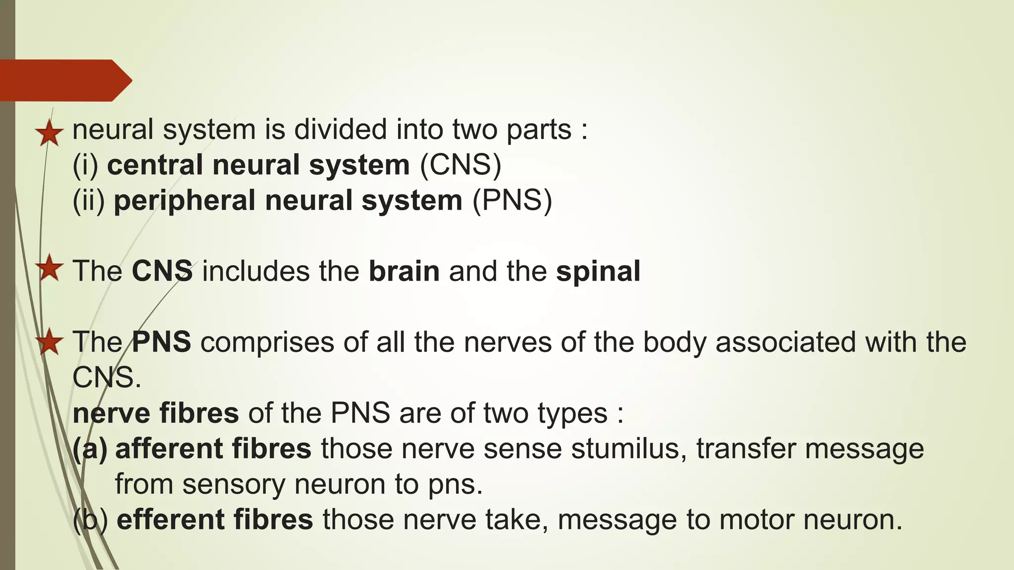 neural system is divided into two parts :
(i) central neural system (CNS)
(ii) peripheral neural system (PNS)
The CNS includes the brain and the spinal
The PNS comprises of all the nerves of the body associated with the
CNS.
nerve fibres of the PNS are of two types :
(a) afferent fibres those nerve sense stumilus, transfer message
from sensory neuron to pns.
(b) efferent fibres those nerve take, message to motor neuron.
 