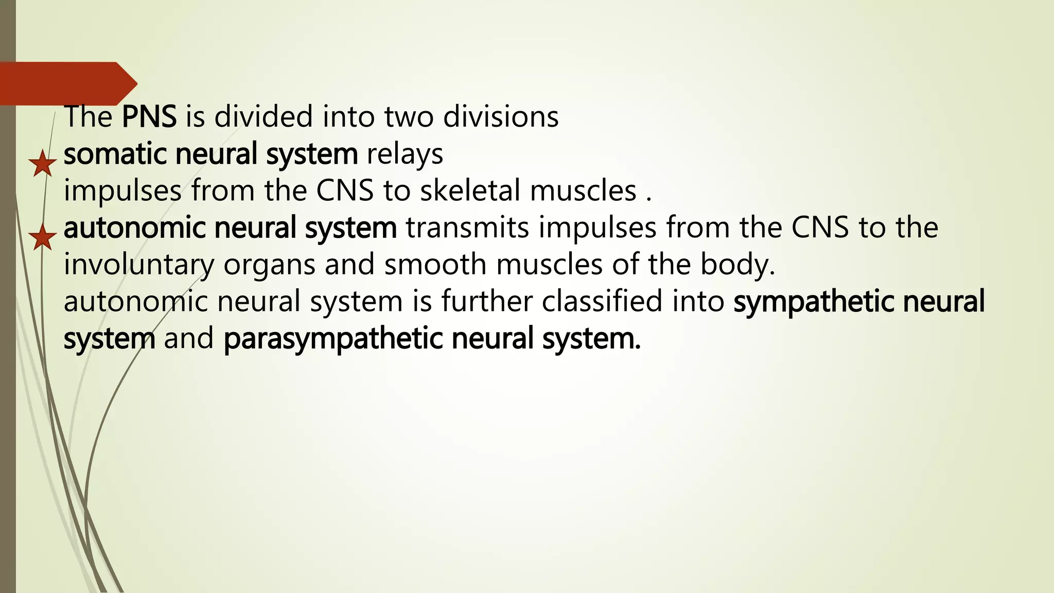 The PNS is divided into two divisions
somatic neural system relays
impulses from the CNS to skeletal muscles .
autonomic neural system transmits impulses from the CNS to the
involuntary organs and smooth muscles of the body.
autonomic neural system is further classified into sympathetic neural
system and parasympathetic neural system.
 