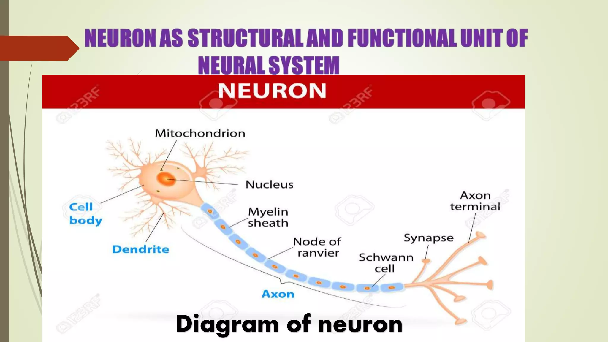 Diagram of neuron
 