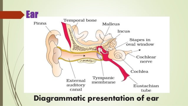 Neural control and coordination ppt presentation class 11 ... rods eye diagram 
