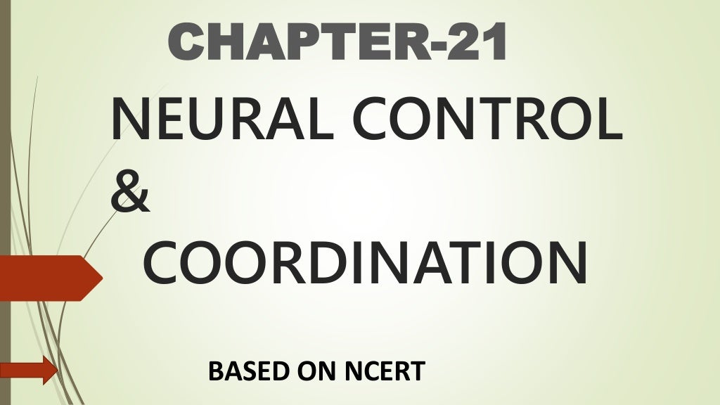 Neural control and coordination ppt presentation class 11 biology nce…